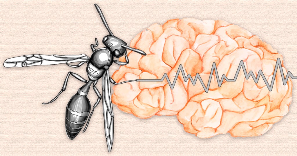Molécula extraída de vespas é promessa para controle da epilepsia