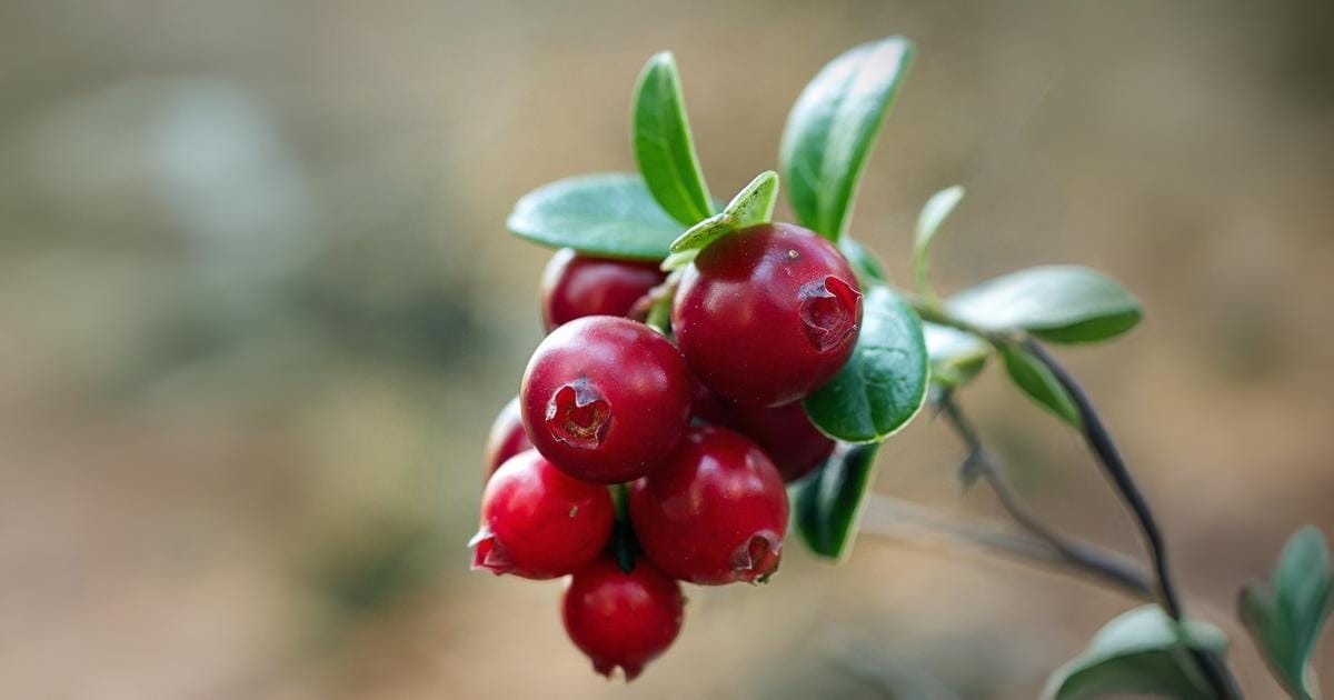 Cranberry em leite fermentado mostra potencial contra infecção urinária