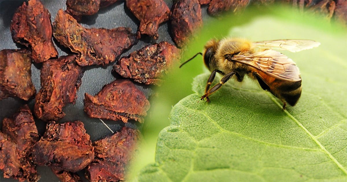 Pomada com própolis vermelha é testada para cicatrização de queimaduras