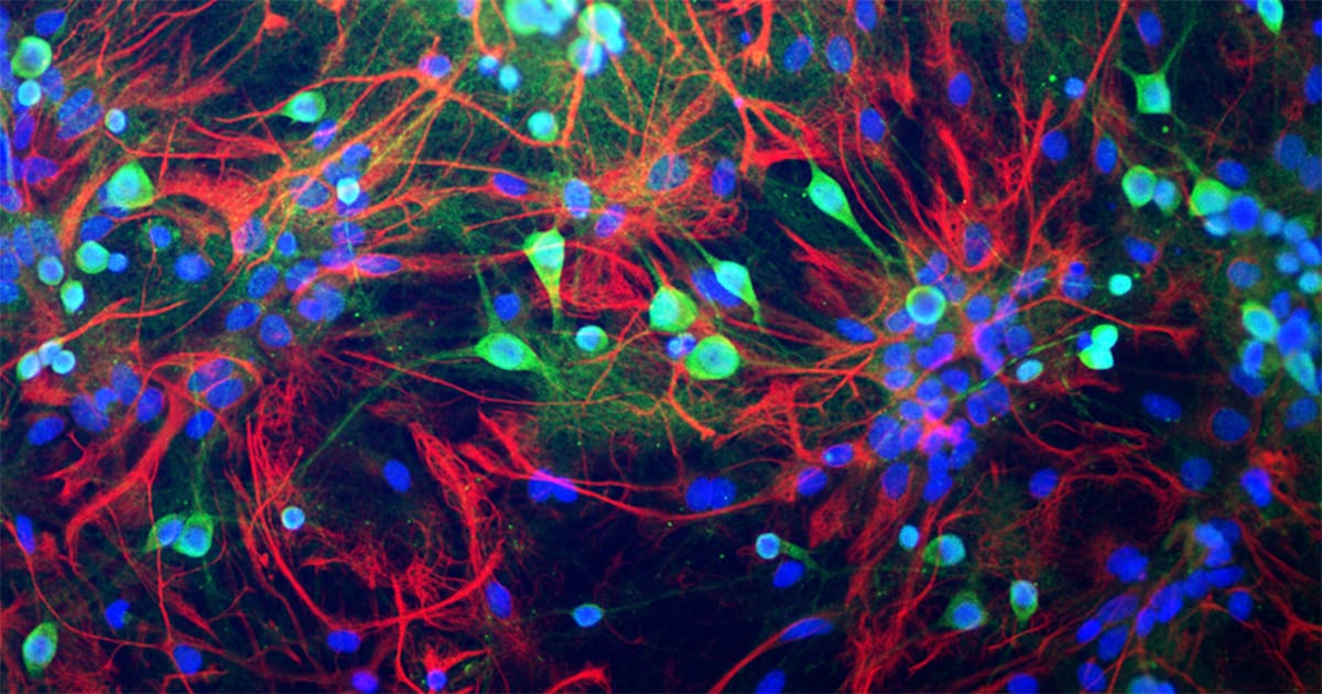 Mecanismo de regeneração de nervos é chave para novas terapias contra lesões